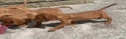 Cockerdor dogs for sale: Fox red Cockerdor pups 🐶 - Advert 9