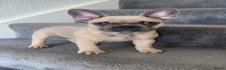 French Bulldog dogs for sale: French Bulldog Puppies- Full of love personality - Advert 5