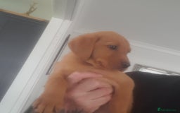 Golden Retriever dogs for sale: Red fox labrador puppy's  - Image 6