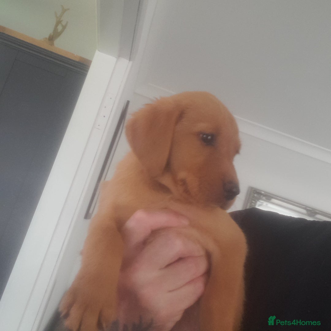 Golden Retriever dogs for sale: Red fox labrador puppy's  - Image 6