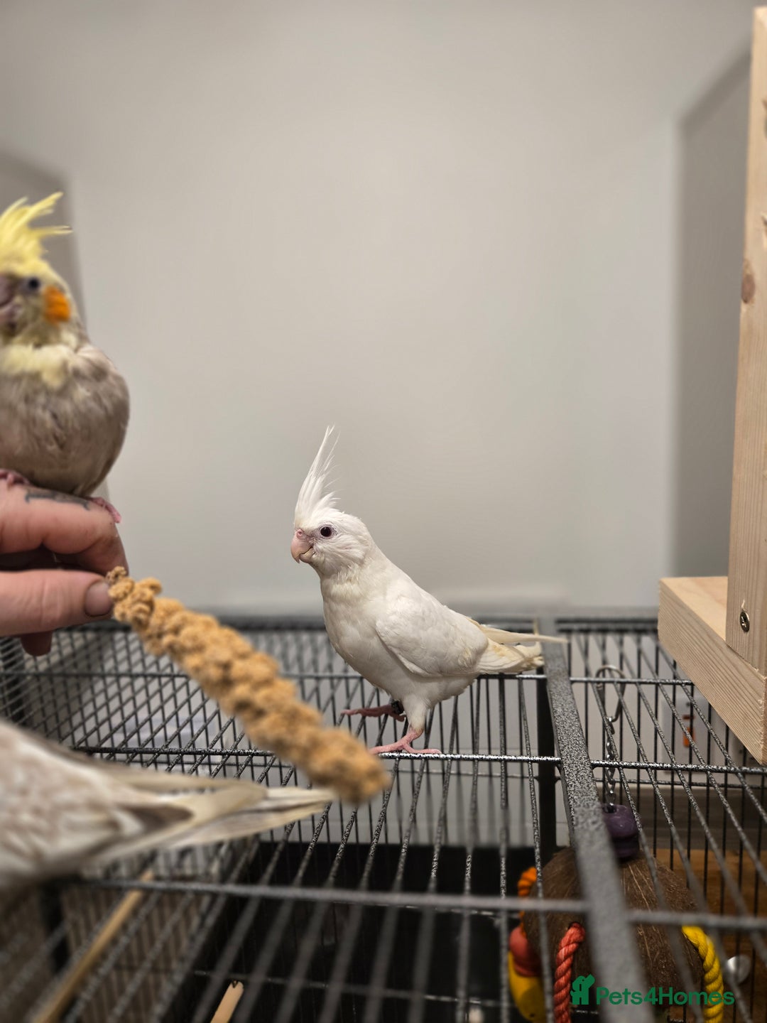 Cockatiels birds for sale: Hand reared cockatiels - Advert 2