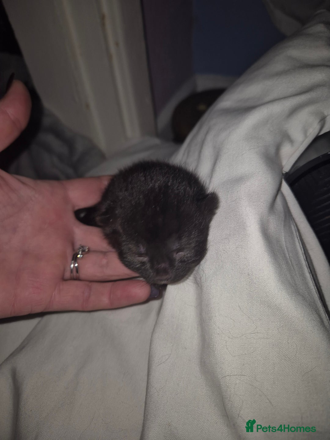 Domestic Shorthair cats for sale: 5 precious kittens - Advert 9