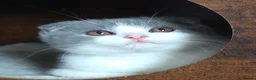 Scottish Fold cats for sale: Beautiful kittens - Advert 2