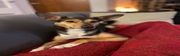 Mixed Breed dogs for adoption: ❤️🐶 ILO – HER BEST YEARS ARE STILL AHEAD in Croydon - Advert 4