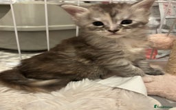 Maine Coon cats for sale: TICA Registered Maine Coon Kittens - Image 5