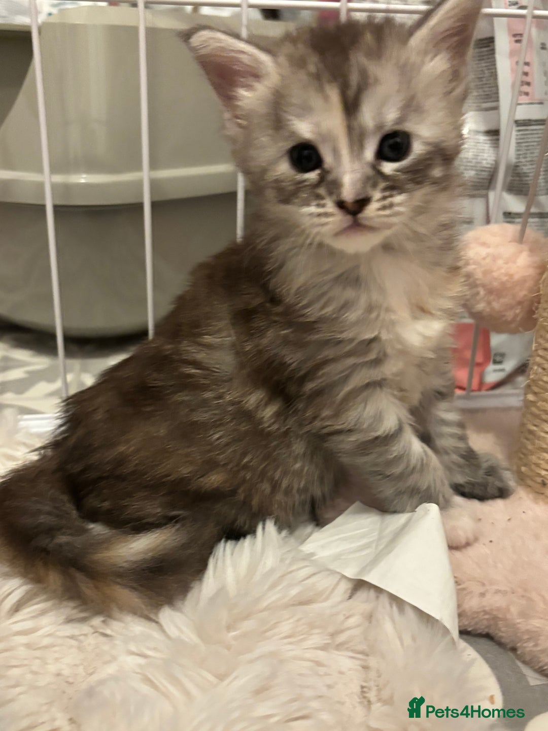 Maine Coon cats for sale: TICA Registered Maine Coon Kittens - Image 5