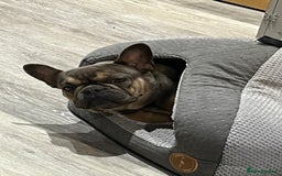 French Bulldog dogs for sale: Beautiful Luna needs a new home - Image 9