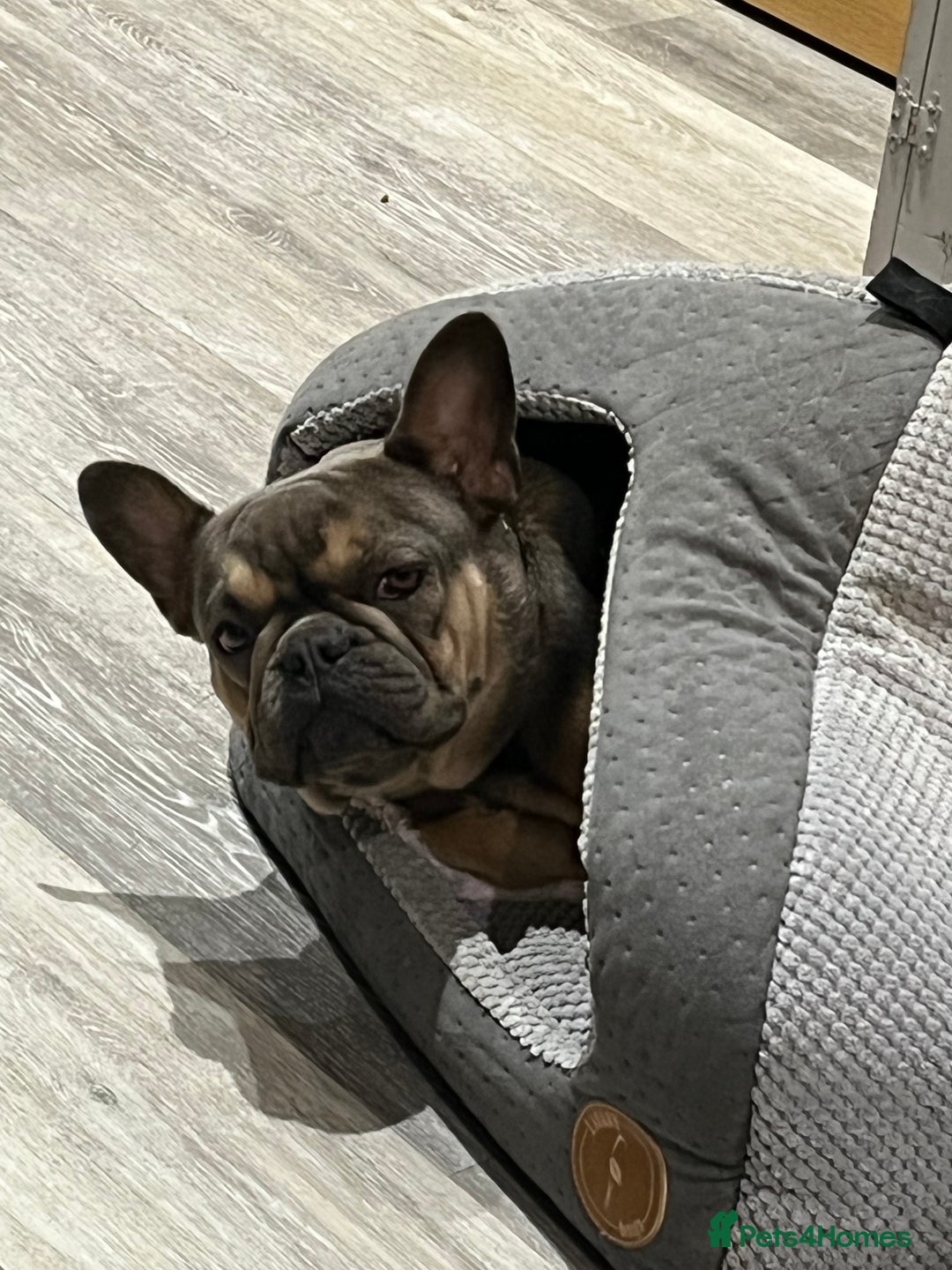 French Bulldog dogs for sale: Beautiful Luna needs a new home - Image 9