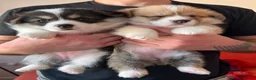 Welsh Corgi Pembroke dogs for sale: KC Registered Welsh Corgi (Pembroke) - Advert 5