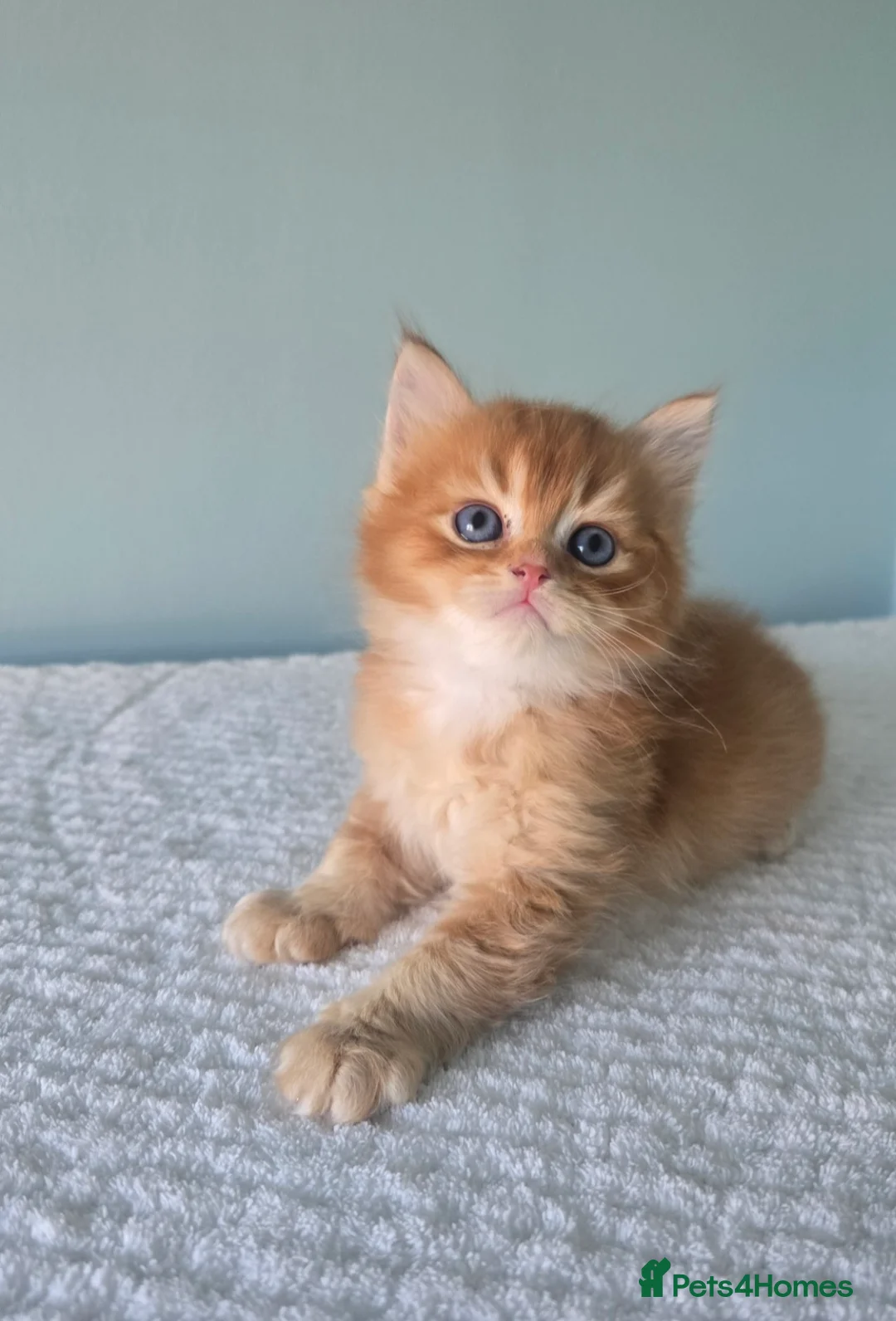 Devon Rex cats for sale: Devon rex f1 (devon rex x Britishshorthair  - Advert 1