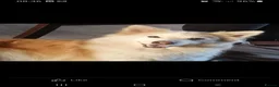Mixed Breed dogs for sale: Collie mix pups in Gloucester - Advert 3