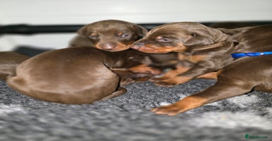 Dobermann dogs - Advert 1