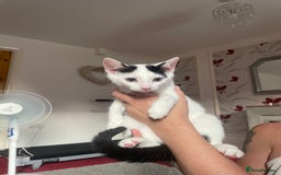 Mixed Breed cats for sale: Kittens for rehome  - Image 1