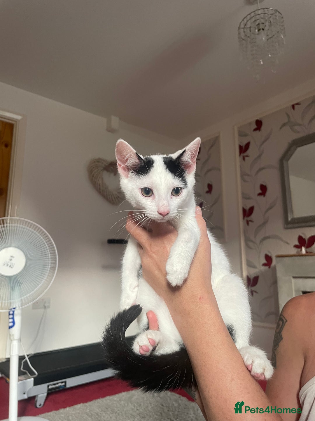Mixed Breed cats for sale: Kittens for rehome  - Image 1