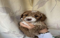 Mixed Breed dogs for sale: Bedlington terrier poodle mixed with a cockerpoo - Image 8