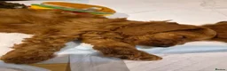 Cavapoo dogs for sale: Gorgeous Cavapoo puppies - Advert 9