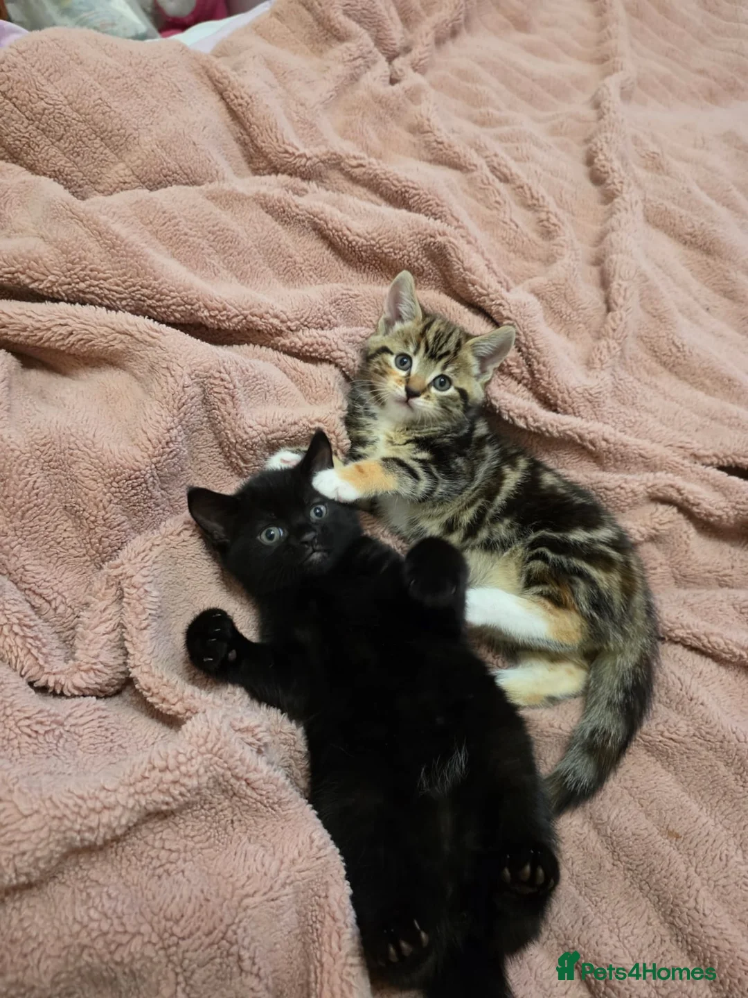 Mixed Breed cats for sale: Mixed Breed Kittens - Advert 3