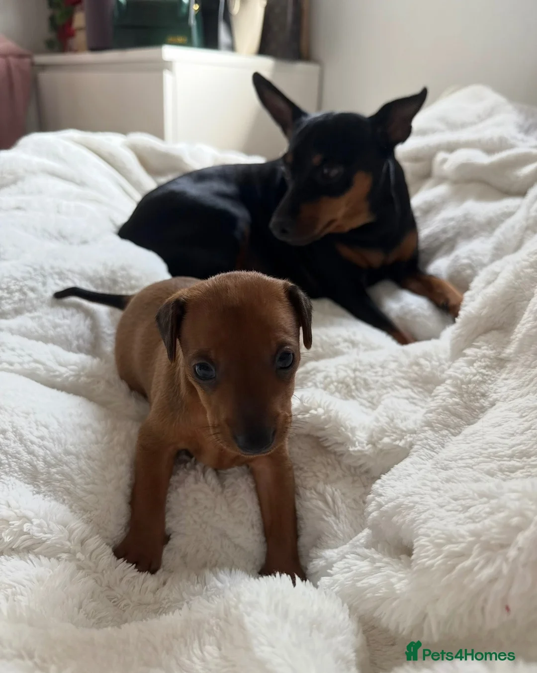 Miniature Pinscher dogs for sale: Miniature Pinscher Girl Puppy Last One Available🐶 - Advert 12