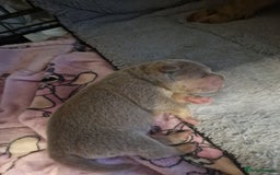 Shar Pei dogs for sale: Male Shar peis - Image 4