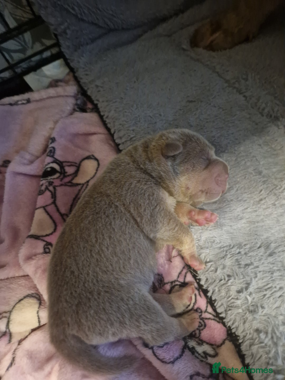 Shar Pei dogs for sale: Male Shar peis - Image 4