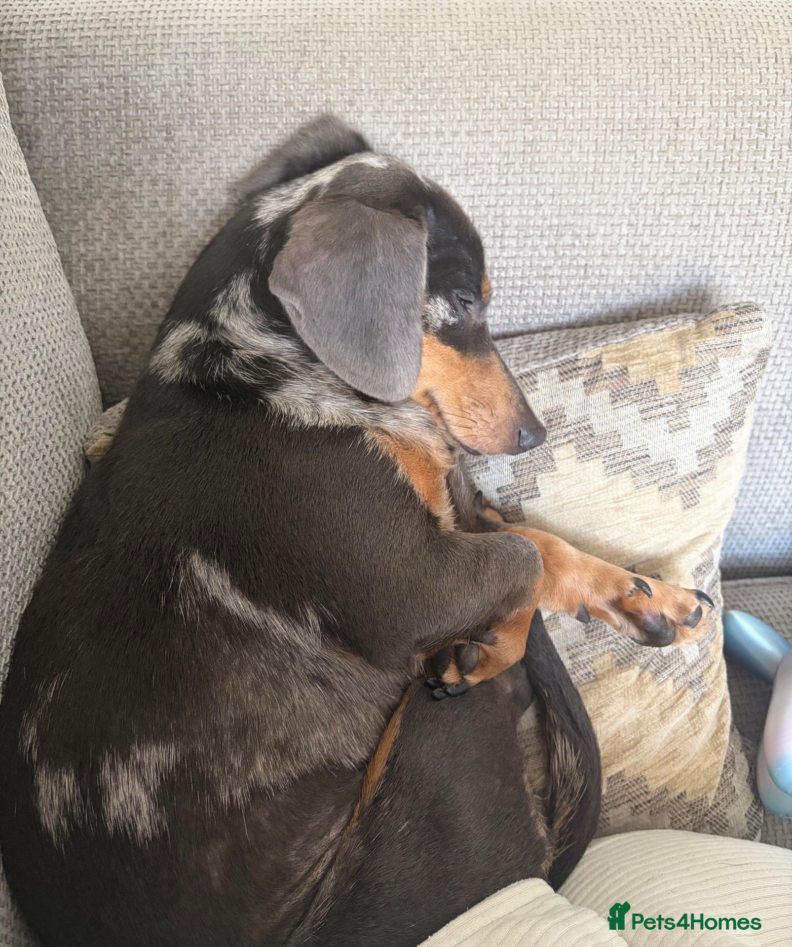 Dachshund dogs For sale - Advert 2