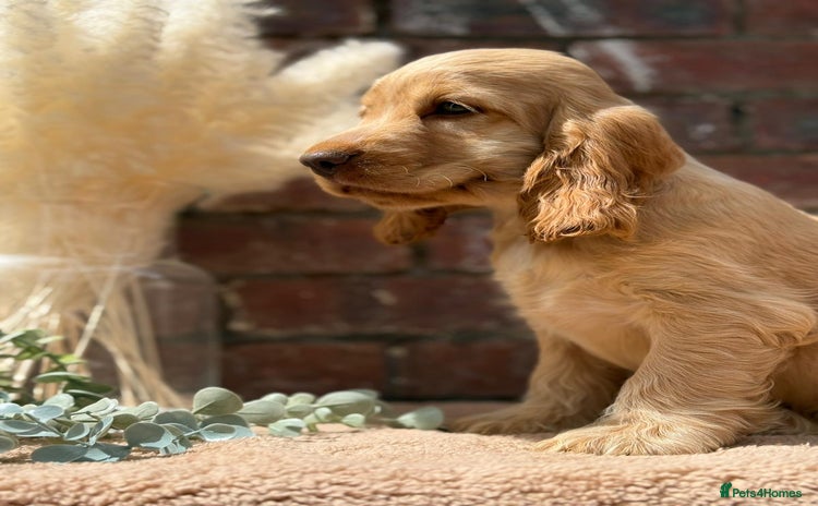 Cocker Spaniel dogs in Bradford - Advert 6