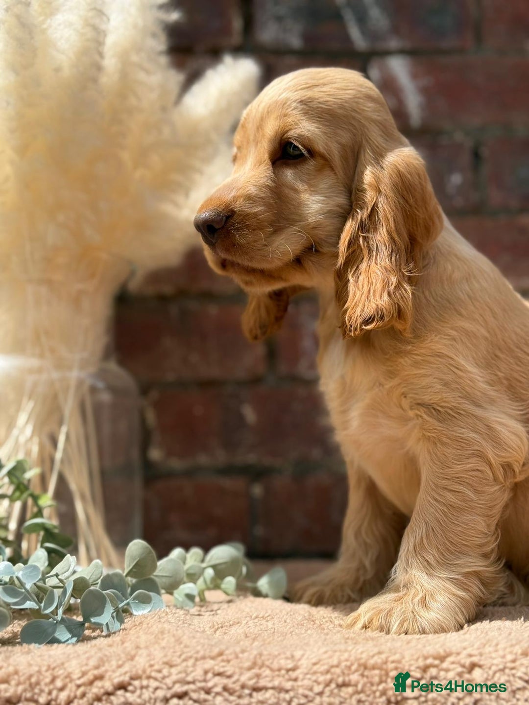 Cocker Spaniel dogs for sale: Show cocker spaniel in Bradford - Image 12