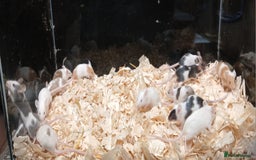 Mouse rodents for sale: Baby Female Fancy Pet Mice - Image 2