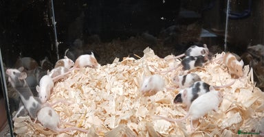 Mouse rodents - Advert 4