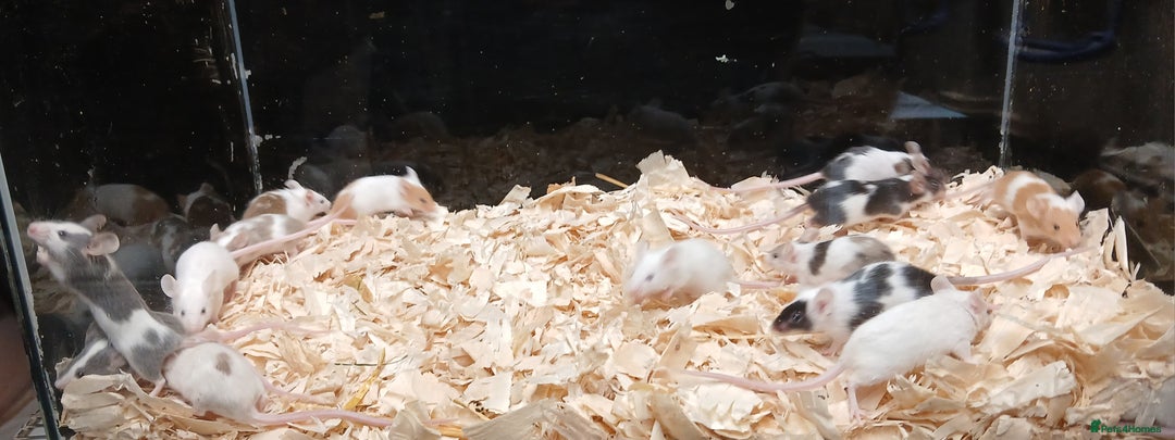 Mouse rodents for sale: Baby Female Fancy Pet Mice - Image 2