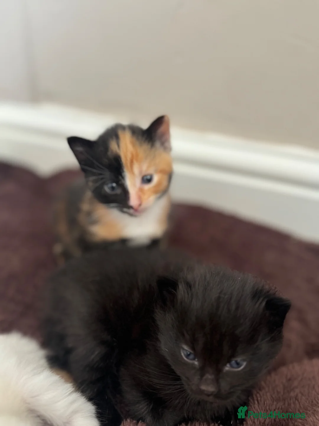 Domestic Shorthair cats for sale: Last kitten left of the litter  - Advert 9