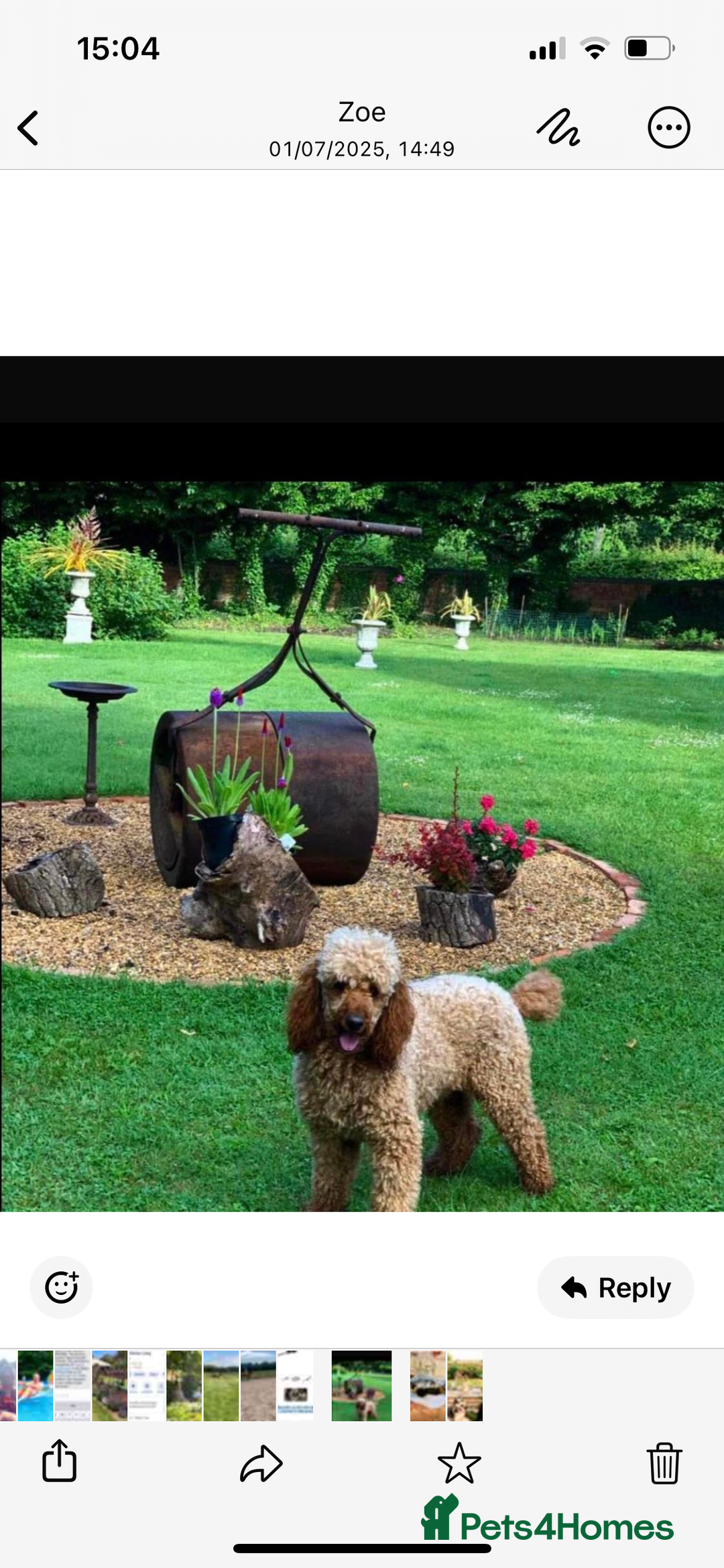 Cockapoo dogs for sale: Cockapoo Puppies ready to go this weekend  - Image 5