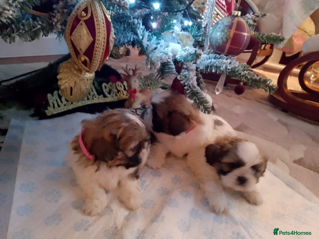 Shih Tzu dogs for sale: 3 lovely girl shih tzu puppies  - Advert 18