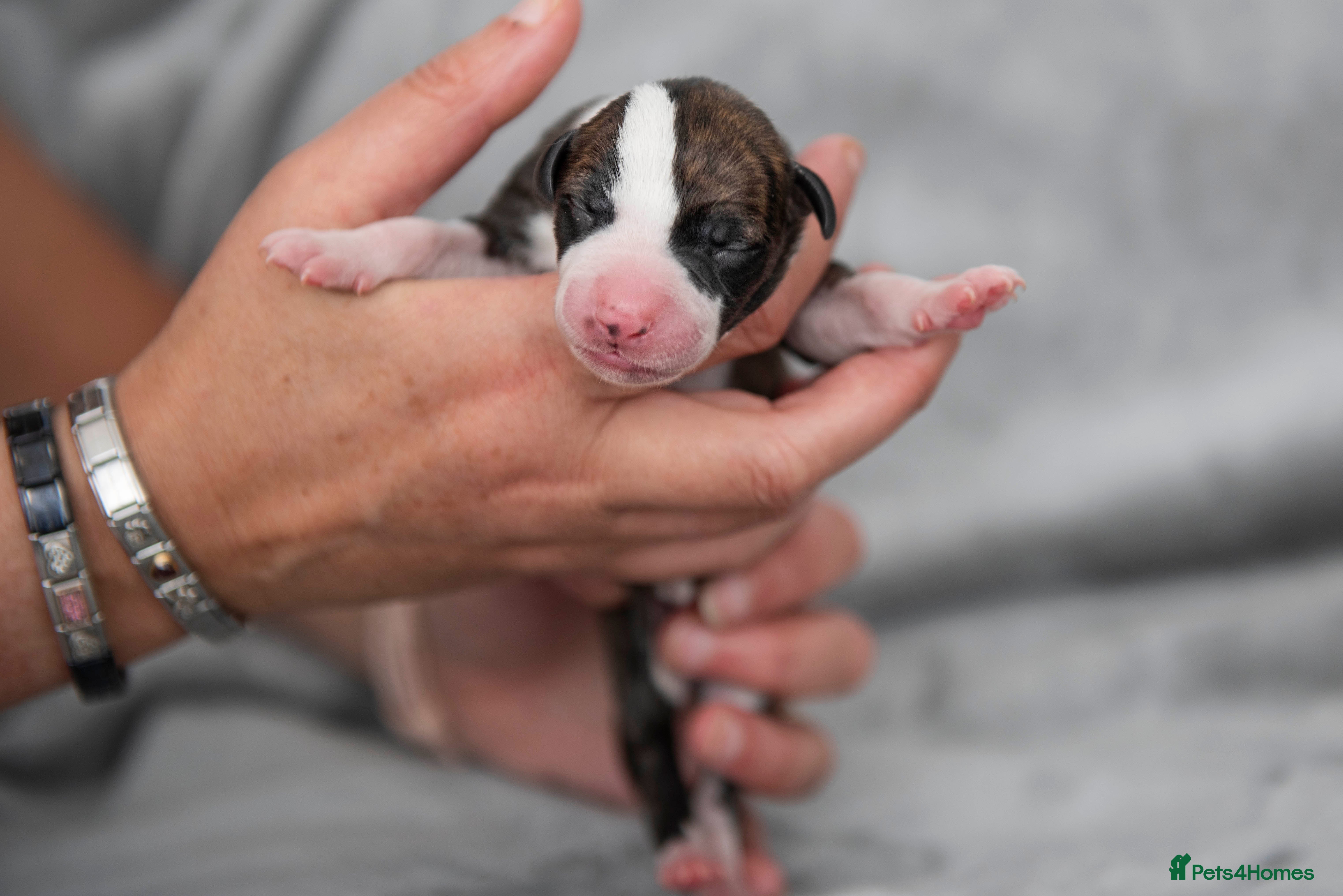 Whippet dogs 4 PUPPIES NOW AVAILABLE FROM BRACKENSWIFT  - Advert 2