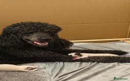 Mixed Breed dogs for sale: Rare Dalmadoodles - Image 5