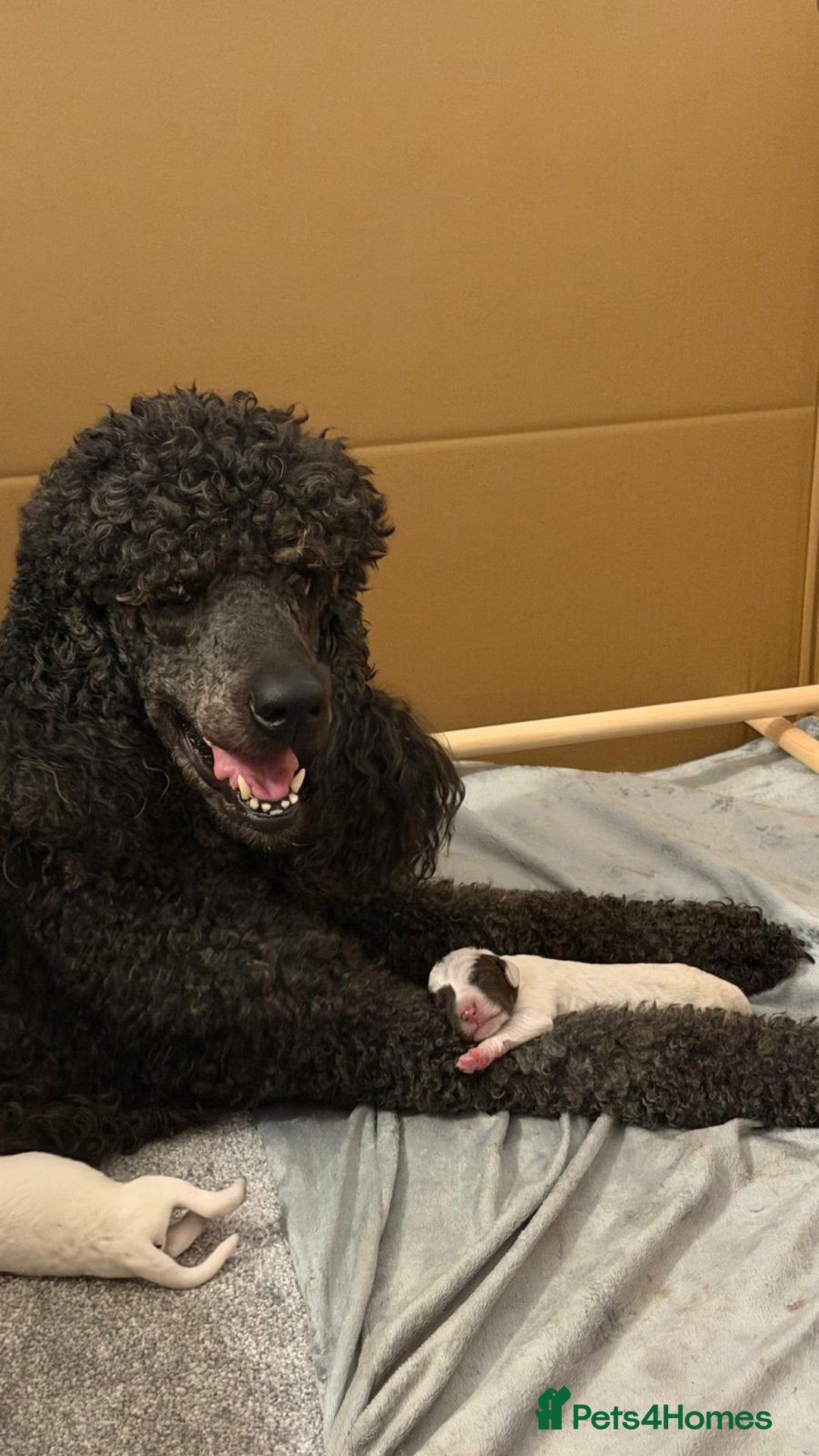Mixed Breed dogs for sale: Rare Dalmadoodles - Image 5