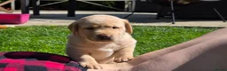 Labrador Retriever dogs for sale: Gorgeous Golden Labrador Girl, KC bloodline - Advert 4