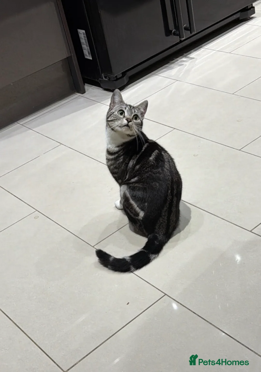 Bengal cats for sale: Bengal 10 months old - Advert 4