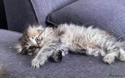 Scottish Fold cats for sale: 1 fold 2 straight Scottish darlings  - Image 31