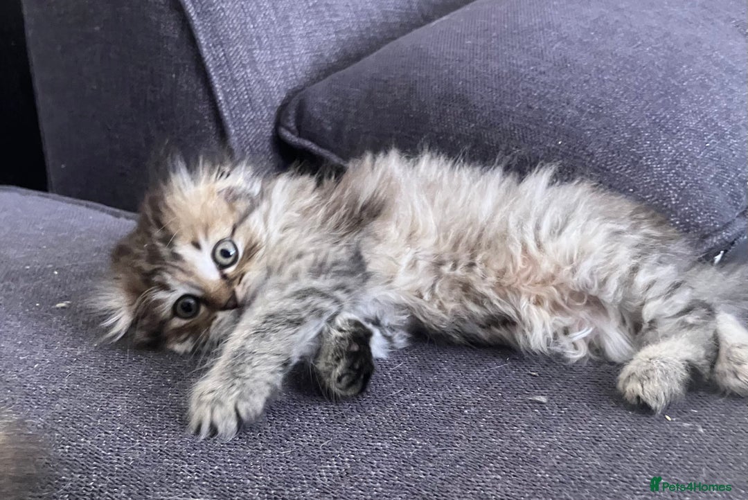 Scottish Fold cats for sale: 1 fold 2 straight Scottish darlings  - Image 31