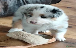 Australian Shepherd dogs for sale: merle aussie  - Image 5