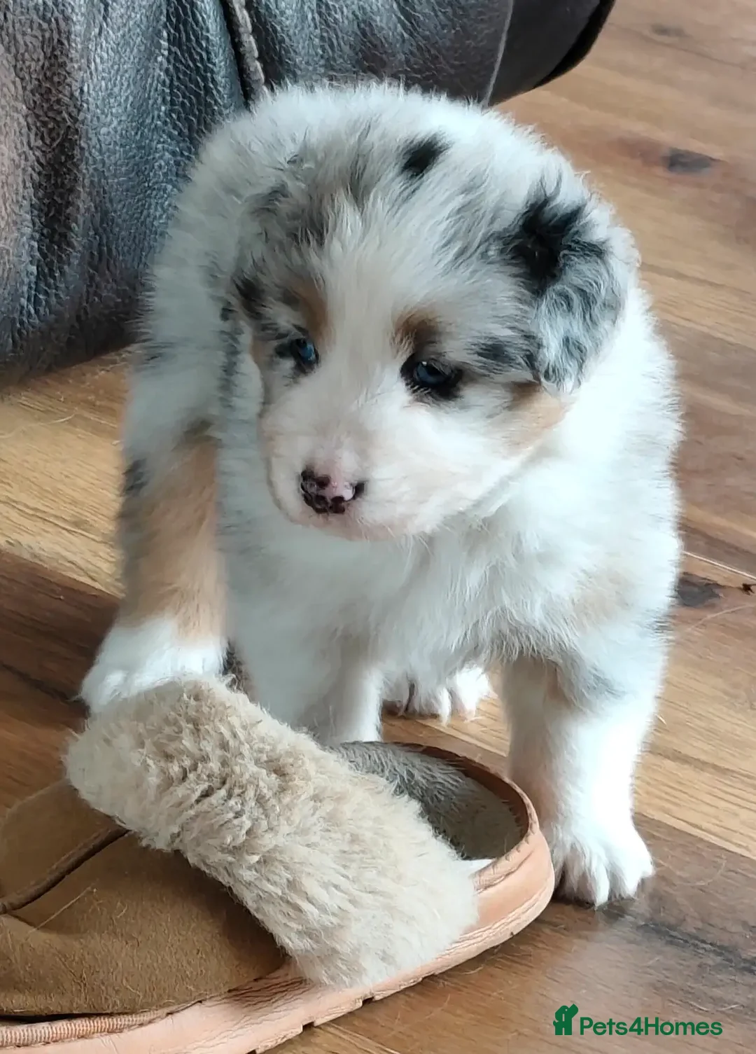 Australian Shepherd dogs for sale: merle aussie  - Image 5