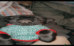 Pug dogs for stud: Fluffy pug for Stud - Image 11