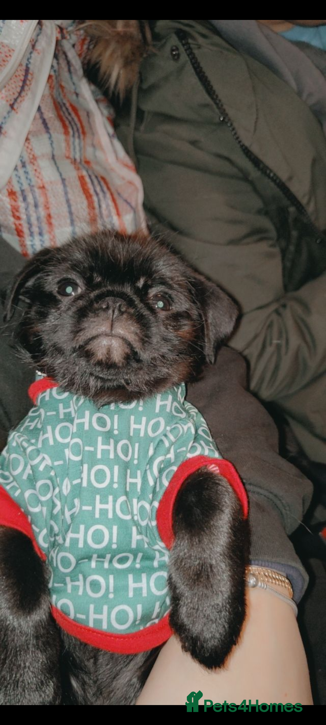 Pug dogs for stud: Fluffy pug for Stud - Image 11