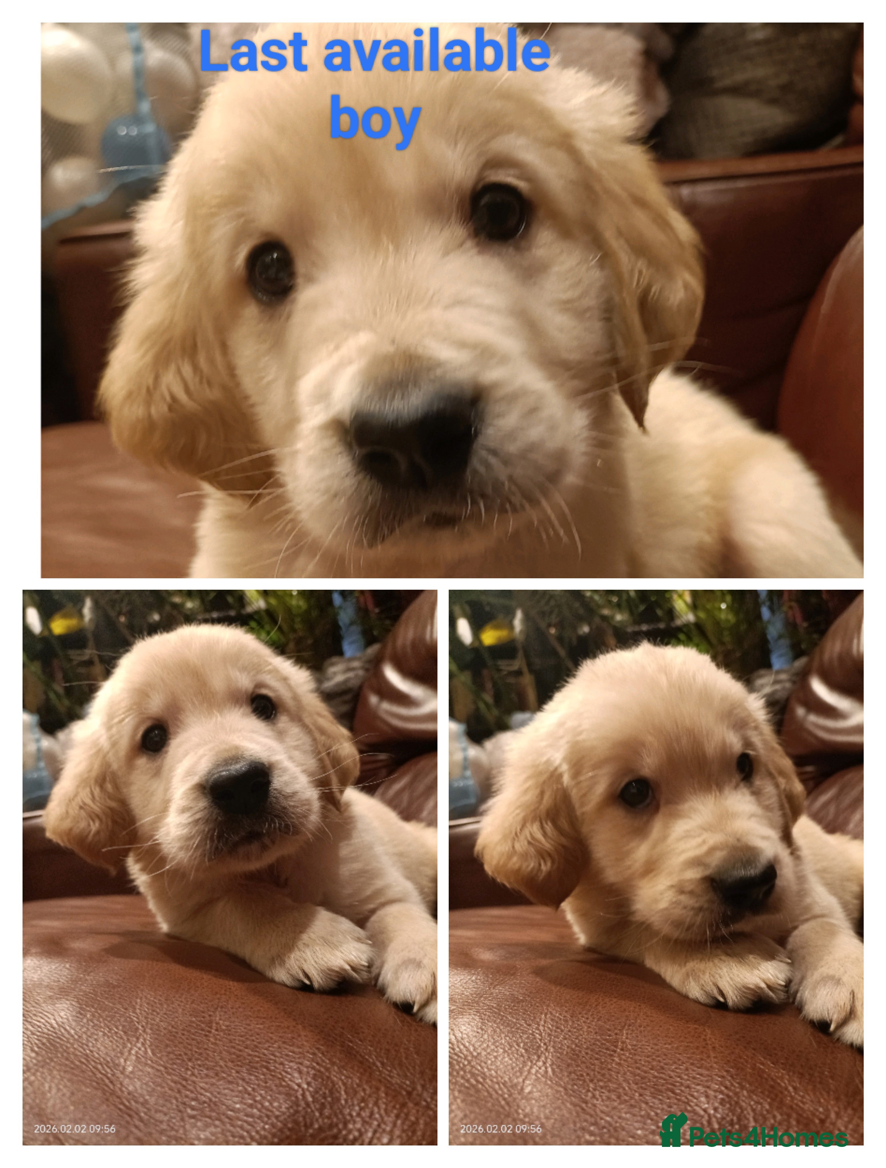 Golden Retriever dogs Beautiful puppies ready this weekend  - Advert 17