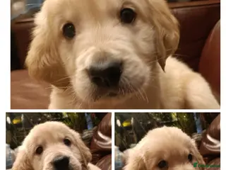 Golden Retriever dogs Beautiful puppies ready this weekend - Advert 17