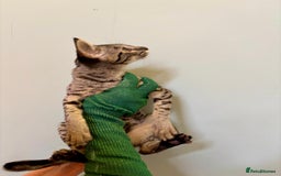Savannah cats for sale: F9 brown & charcoal spotted savannah kittens - Image 15
