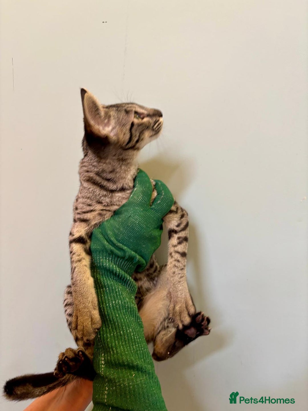 Savannah cats for sale: F9 brown & charcoal spotted savannah kittens - Image 15