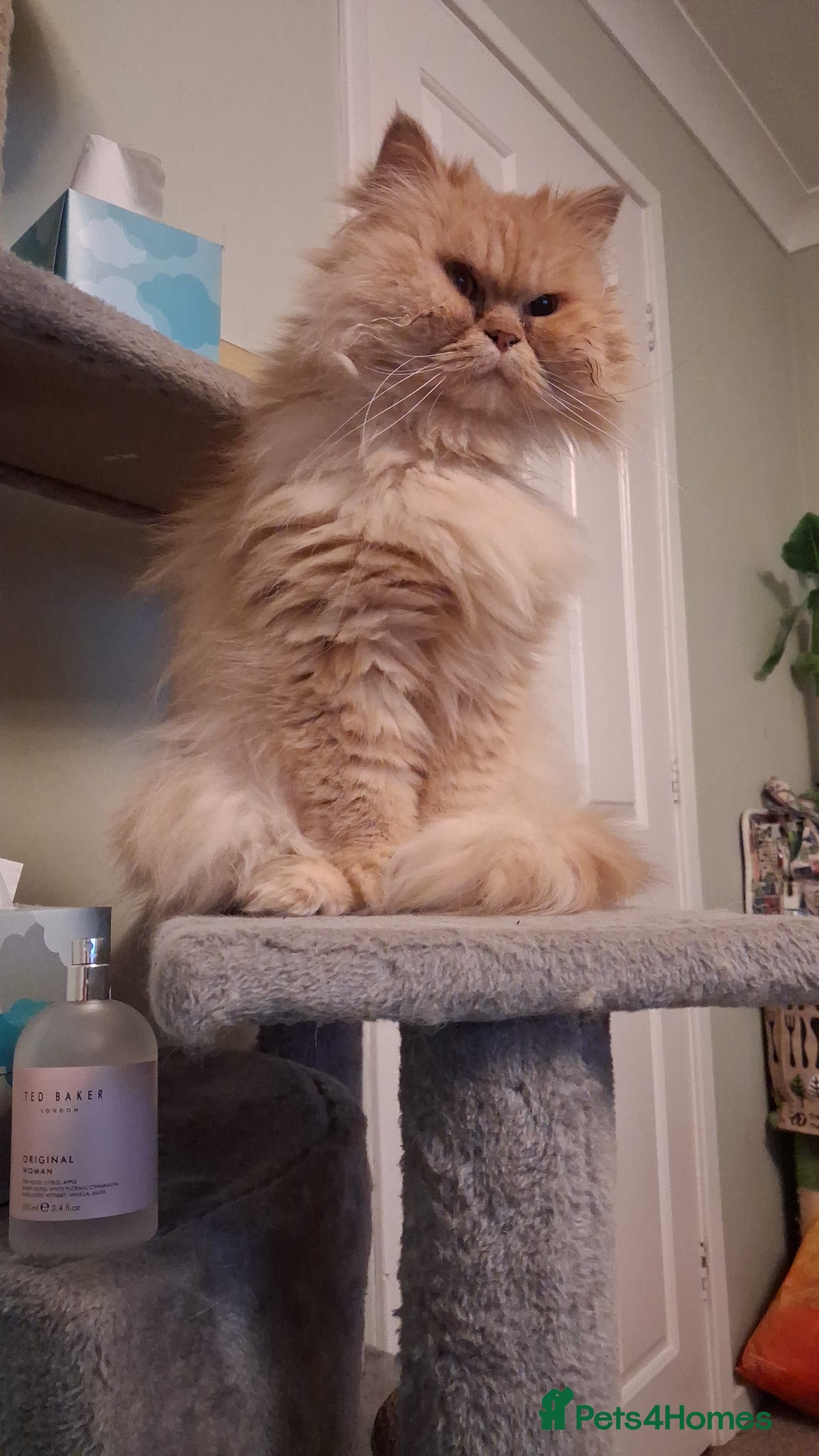 Lovely Lady Marigold — Mixed Breed