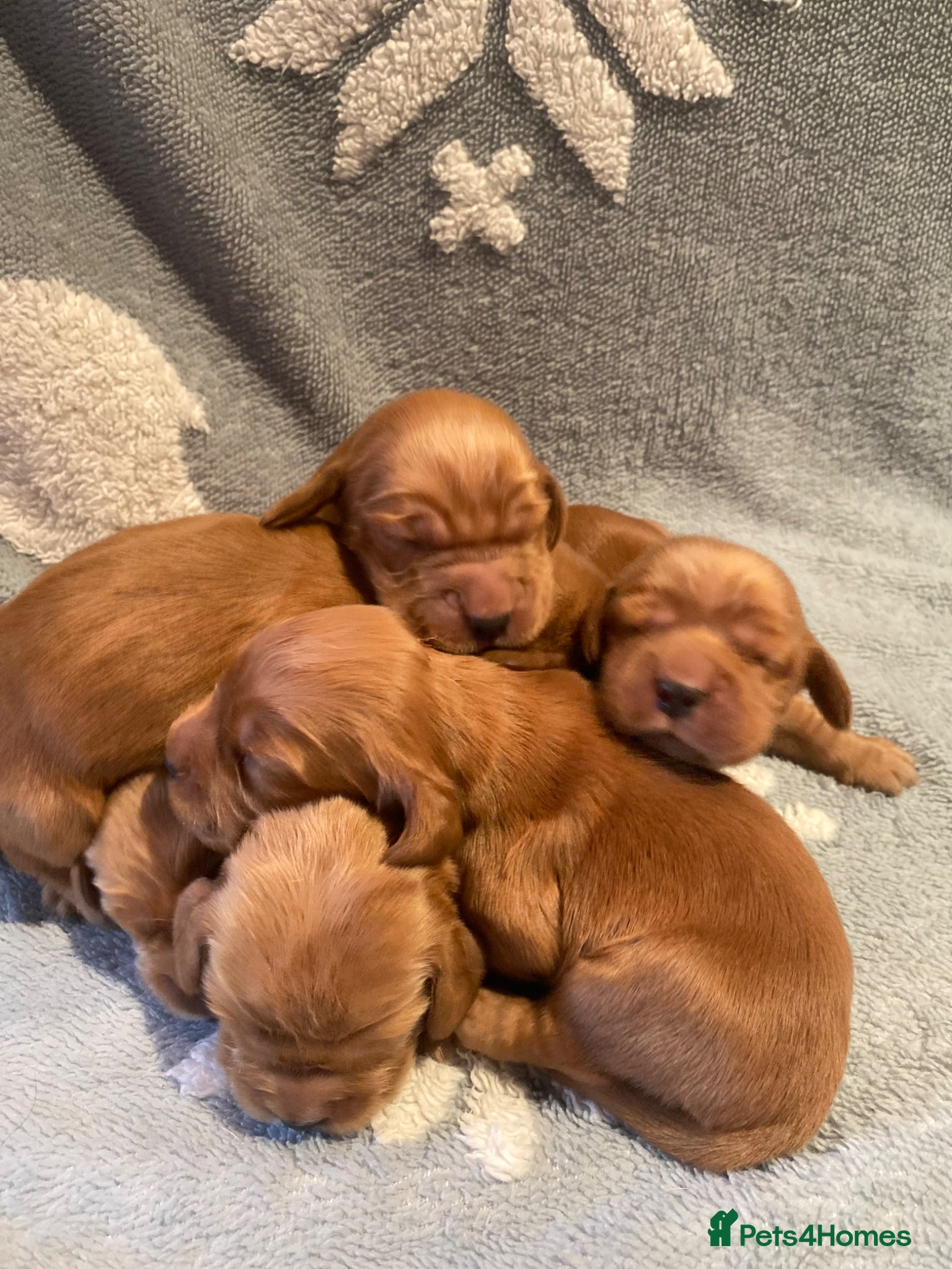 Cocker Spaniel dogs KC Reg Show Type Cocker Spaniel puppies - Advert 2